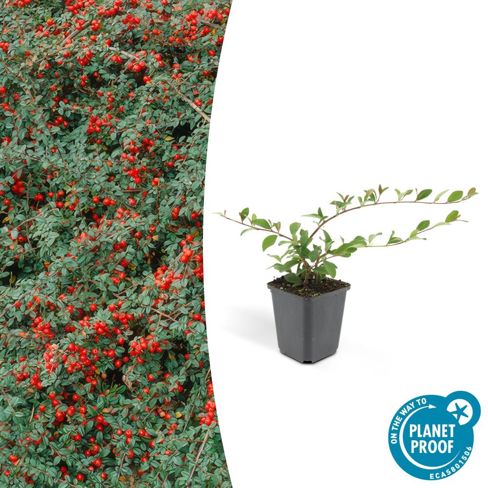Bodendecker - Kriechmispel - Teppichmispel - Cotoneaster dammeri 'Maj