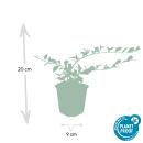 Bodendecker - Kriechmispel - Teppichmispel - Cotoneaster dammeri Major - 9cm Topf