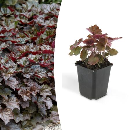 Bodendecker - Purpurglöckchen - Heuchera mic. Palace Purple - 9cm Topf