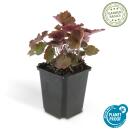 Bodendecker - Purpurglöckchen - Heuchera mic. Palace Purple - 9cm Topf