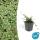 Ground cover - Creeping loquat - Cotoneaster prostratus Queen of Carpets - 9cm
