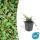 Bodendecker - Zwergmispel - Kriechmispel - Cotoneaster Streibs Findling - 9cm Topf