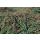 Ground cover - Carpet cotoneaster - Cotoneaster Coral Beauty - 9cm pot