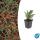 Couvre-sol - Nain en éventail - Cotoneaster horizontalis - Pot 9cm