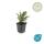 Couvre-sol - Nain en éventail - Cotoneaster horizontalis - Pot 9cm