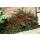 Couvre-sol - Nain en éventail - Cotoneaster horizontalis - Pot 9cm