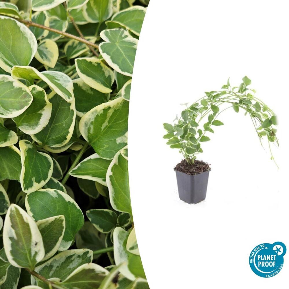 Ground cover - Large-leaved white periwinkle - Vinca major 'Variegata