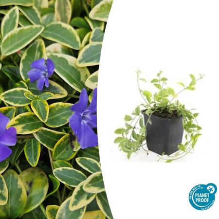 Couvre-sol - Pervenche à petites feuilles jaunes - Vinca minor Aureovariegata - pot 9cm