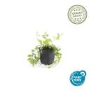 Couvre-sol - Pervenche à petites feuilles jaunes - Vinca minor Aureovariegata - pot 9cm