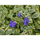 Couvre-sol - Pervenche à petites feuilles jaunes - Vinca minor Aureovariegata - pot 9cm