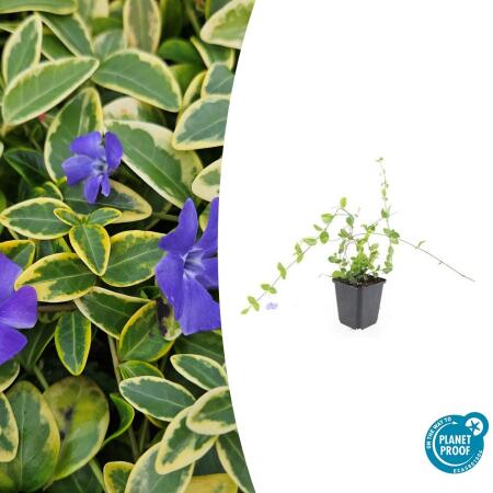Couvre-sol - Pervenche à petites feuilles - Vinca minor Blue and Gold - Pot 9cm