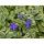 Couvre-sol - Pervenche à petites feuilles - Vinca minor Blue and Gold - Pot 9cm