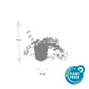 Ground cover - Small-leaved periwinkle - Vinca minor Gertrude Jekyll - 9cm pot