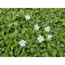 Couvre-sol - Pervenche à petites feuilles - Vinca minor Gertrude Jekyll - Pot 9cm
