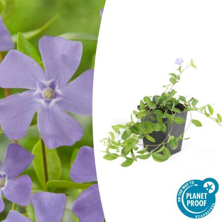 Couvre-sol - Pervenche à petites feuilles - Vinca minor La Grave - Pot 9cm