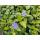 Couvre-sol - Pervenche à petites feuilles - Vinca minor La Grave - Pot 9cm