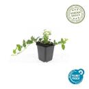 Ground cover - Small-leaved periwinkle - Vinca minor Ralph Shugert - 9cm pot