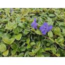 Ground cover - Small-leaved periwinkle - Vinca minor Ralph Shugert - 9cm pot