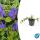 Ground cover - Small-leaved periwinkle - Vinca minor Ralph Shugert - 9cm pot