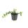 Ground cover - Small-leaved periwinkle - Vinca minor Ralph Shugert - 9cm pot