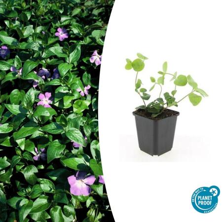 Couvre-sol - Pervenche à grandes feuilles - Vinca major - pot 9cm