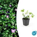 Couvre-sol - Pervenche à grandes feuilles - Vinca...