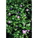 Couvre-sol - Pervenche à grandes feuilles - Vinca major - pot 9cm