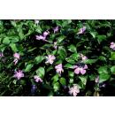 Couvre-sol - Pervenche à grandes feuilles - Vinca major - pot 9cm