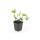 Couvre-sol - Pervenche à grandes feuilles - Vinca major - pot 9cm