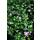 Couvre-sol - Pervenche à grandes feuilles - Vinca major - pot 9cm