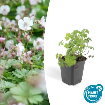 Bodendecker - Cambridge Storchschnabel - Geranium cantabrigiense Biokovo - 9cm Topf