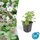 Bodendecker - Cambridge Storchschnabel - Geranium...