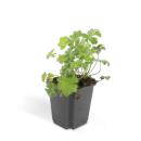 Bodendecker - Cambridge Storchschnabel - Geranium...