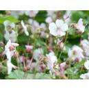 Bodendecker - Cambridge Storchschnabel - Geranium cantabrigiense Biokovo - 9cm Topf