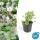 Bodendecker - Cambridge Storchschnabel - Geranium cantabrigiense Biokovo - 9cm Topf