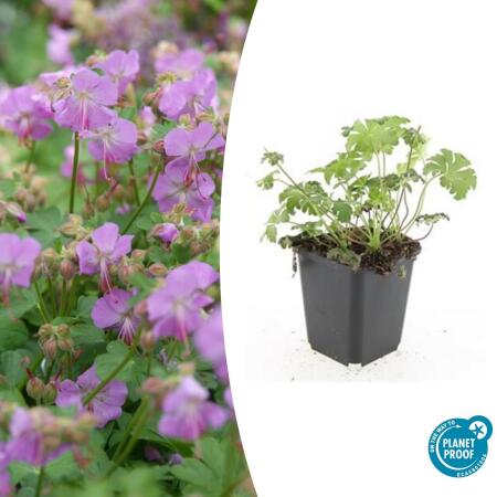 Bodendecker - Storchschnabel - Geranium cantabrigiense Cambridge - 9cm Topf