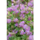 Bodendecker - Storchschnabel - Geranium cantabrigiense Cambridge - 9cm Topf
