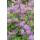 Bodendecker - Storchschnabel - Geranium cantabrigiense Cambridge - 9cm Topf