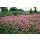 Bodendecker - Storchschnabel - Geranium cantabrigiense Cambridge - 9cm Topf