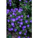 Bodendecker - Storchschnabel - Geranium pratense Johnsons Blue - 9cm Topf