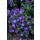 Bodendecker - Storchschnabel - Geranium pratense Johnsons Blue - 9cm Topf