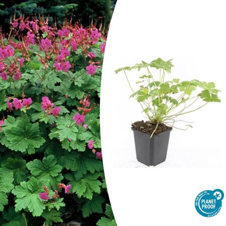 Ground cover - Balkan cranesbill - Geranium macrorrhizum Czakor - 9cm pot