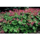 Ground cover - Balkan cranesbill - Geranium macrorrhizum Czakor - 9cm pot