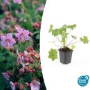 Bodendecker - Balkan-Storchschnabel - Geranium...