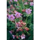 Bodendecker - Balkan-Storchschnabel - Geranium macrorrhizum Ingwersens Variety - 9cm Topf