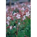 Bodendecker - Felsen-Storchschnabel - Geranium...