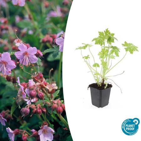 Ground cover - Southern European rock cranesbill - Geranium macrorrhizum - 9cm pot