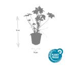Ground cover - Southern European rock cranesbill - Geranium macrorrhizum - 9cm pot