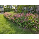 Ground cover - Southern European rock cranesbill - Geranium macrorrhizum - 9cm pot