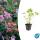 Ground cover - Southern European rock cranesbill - Geranium macrorrhizum - 9cm pot